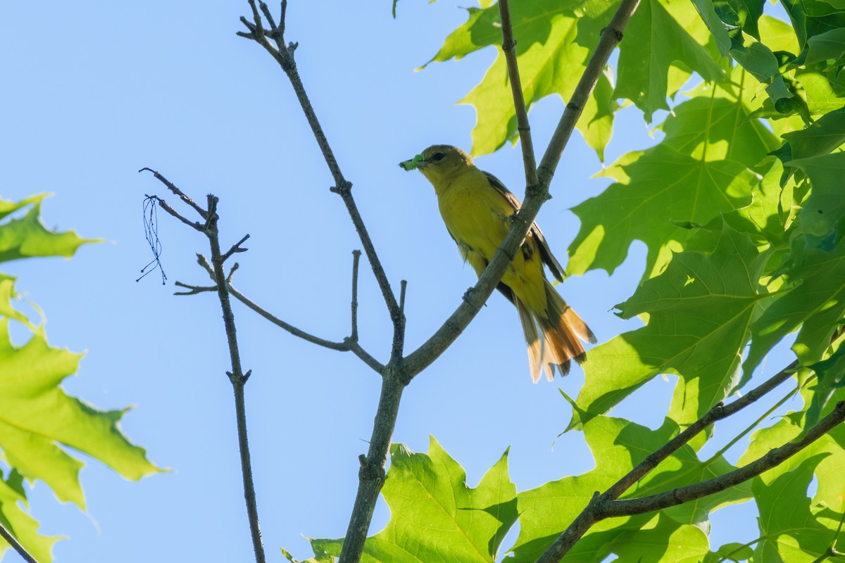 Orchard Oriole - ML620374934