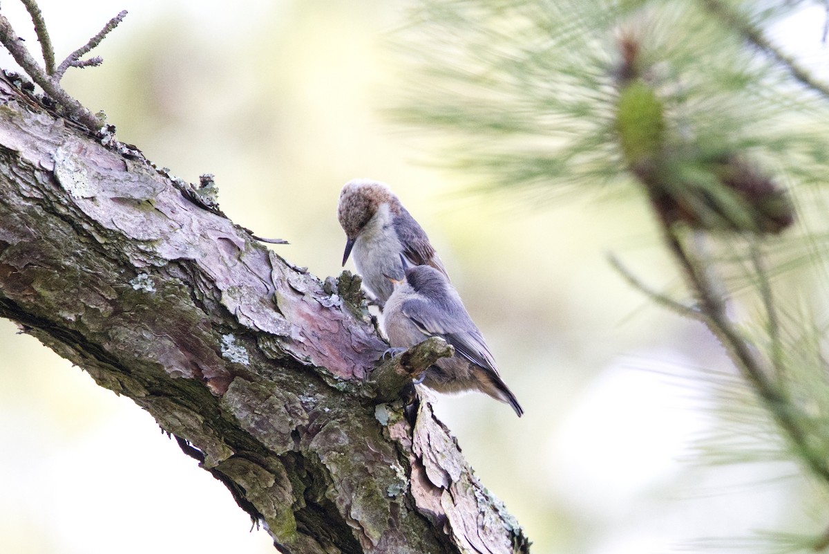 Brown-headed Nuthatch - ML620374936