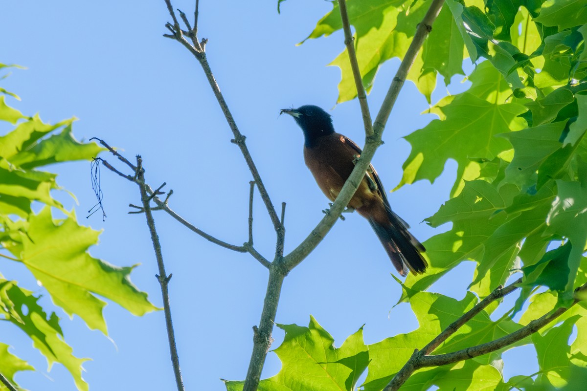 Orchard Oriole - Andrew W.