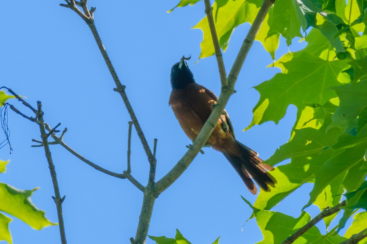 Orchard Oriole - ML620374942