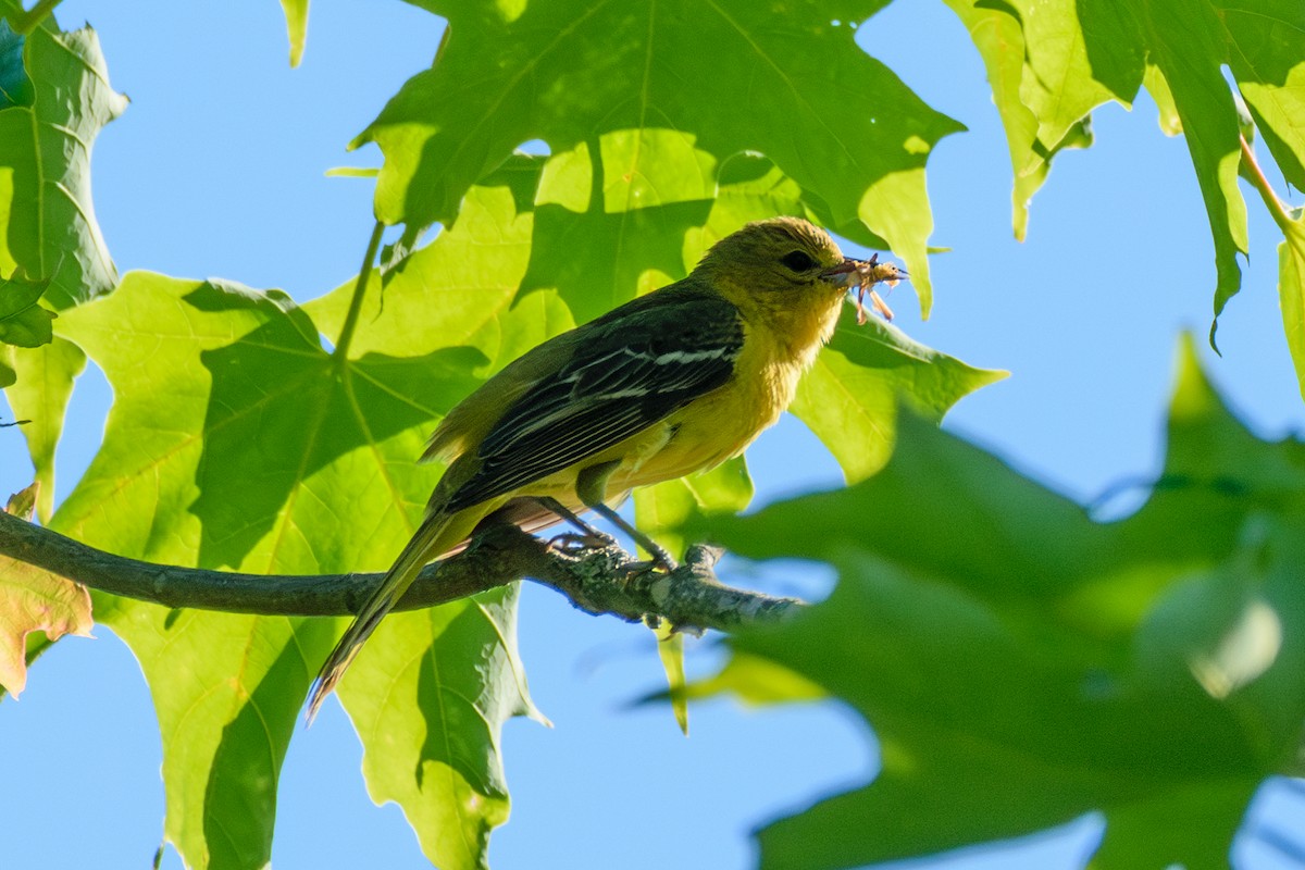 Orchard Oriole - ML620374944