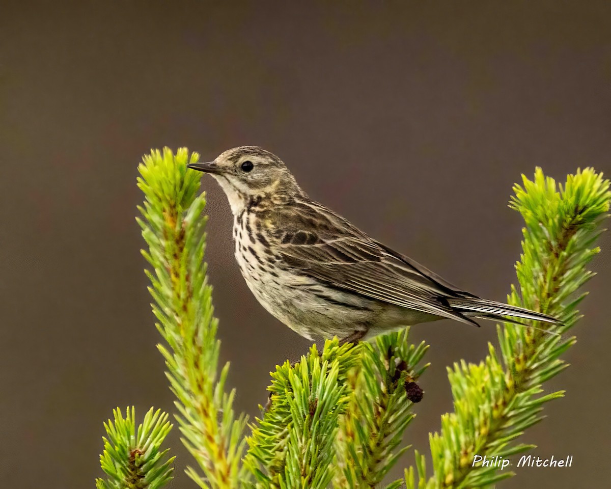 Meadow Pipit - ML620374945