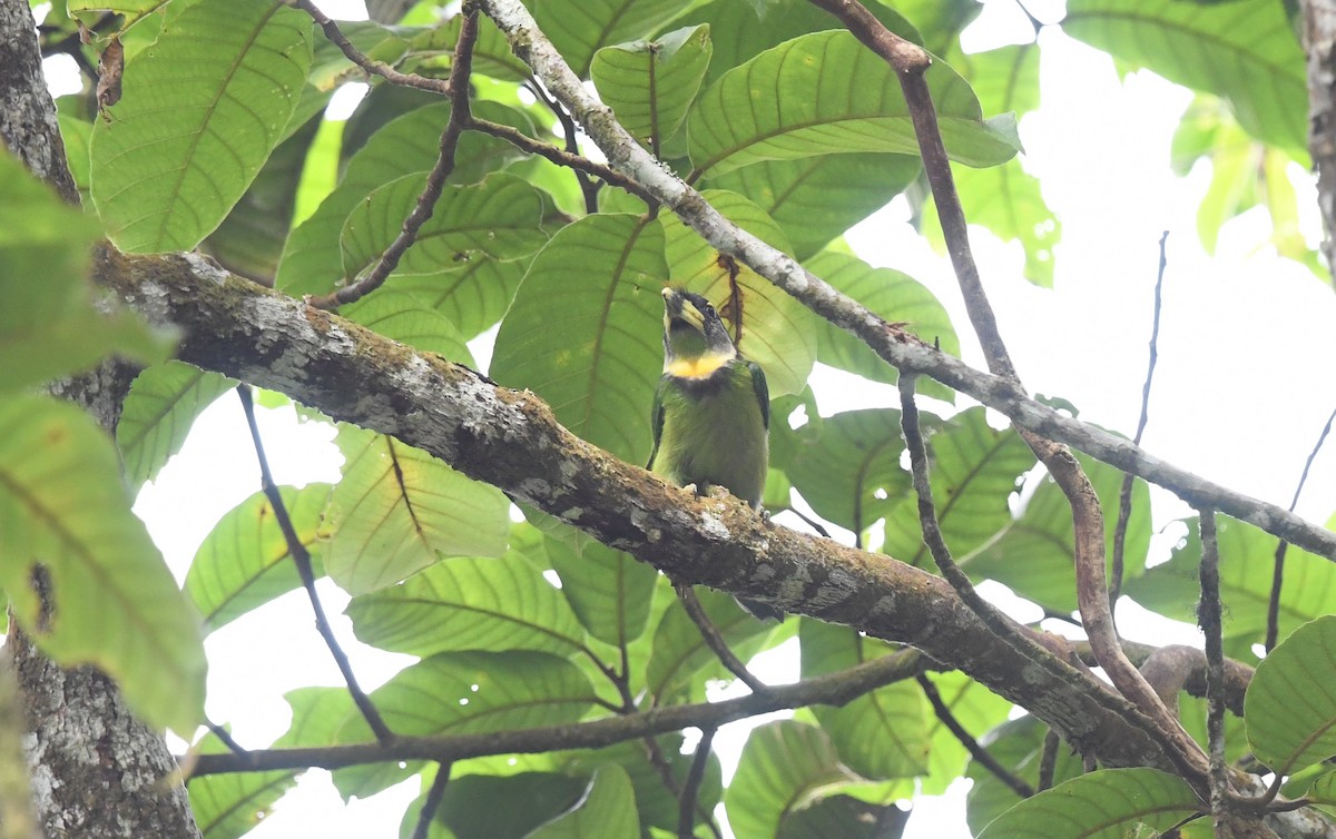 Fire-tufted Barbet - ML620374946