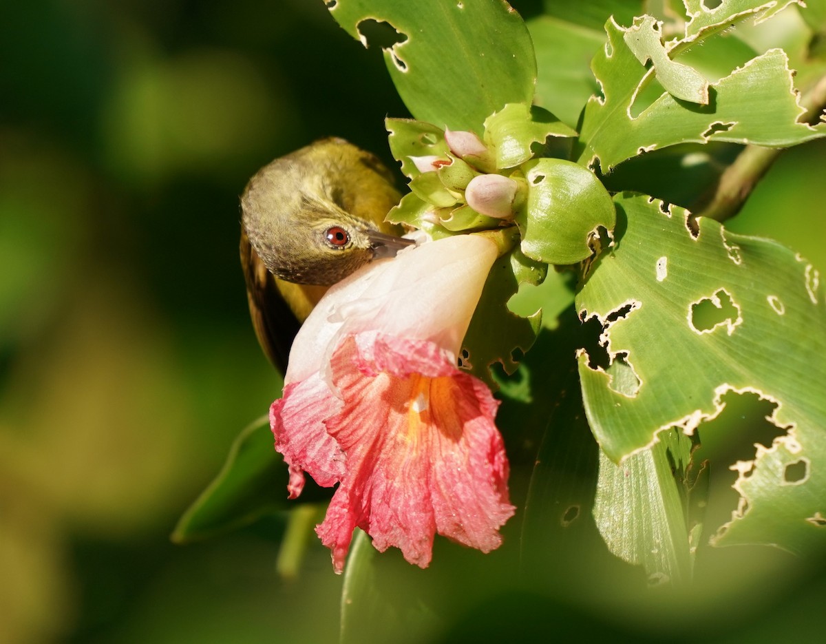 Brown-throated Sunbird - ML620374948