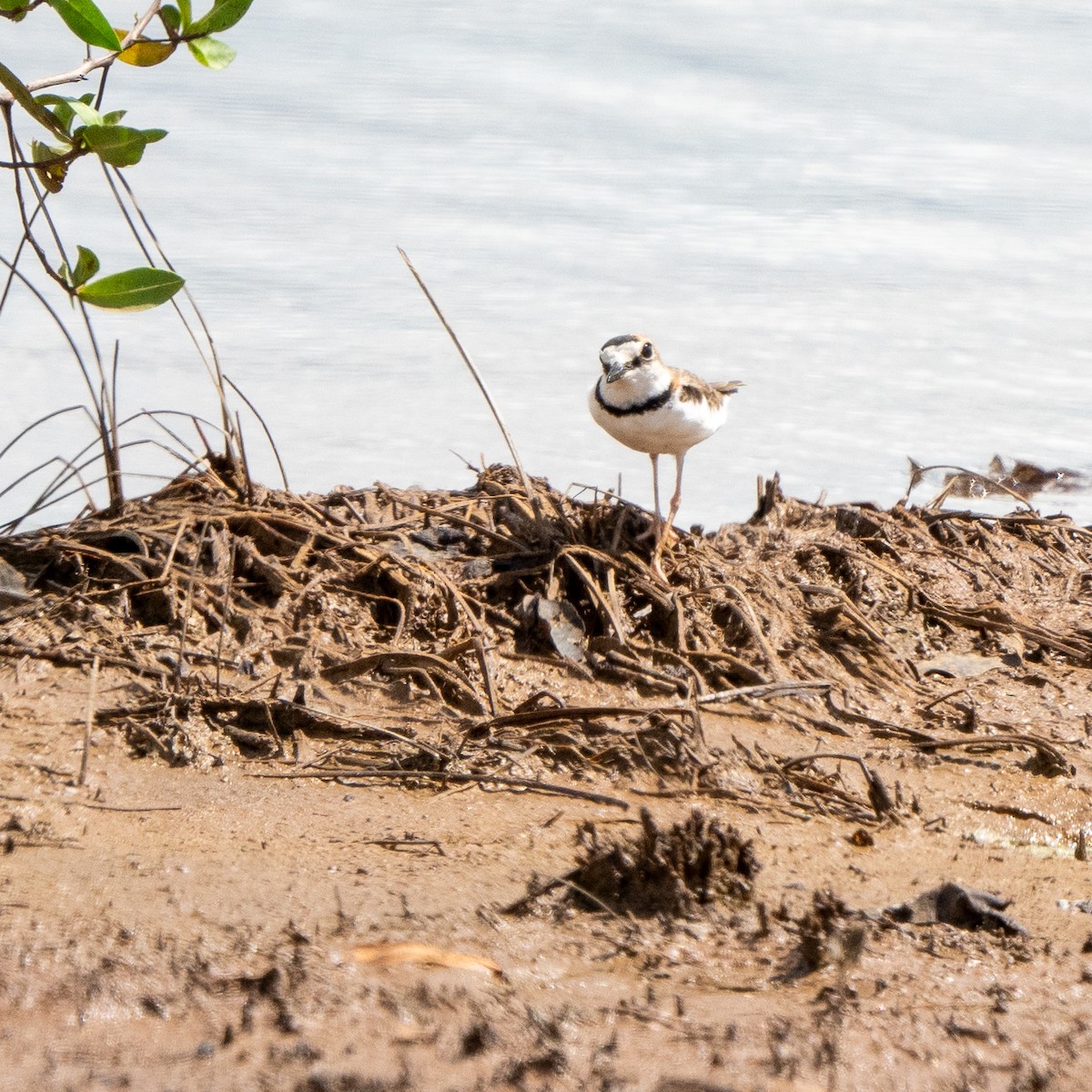 Collared Plover - ML620374952