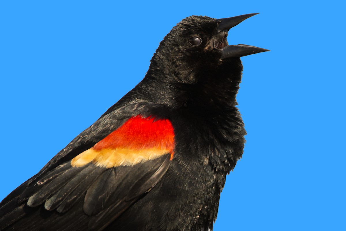 Red-winged Blackbird - ML620374963