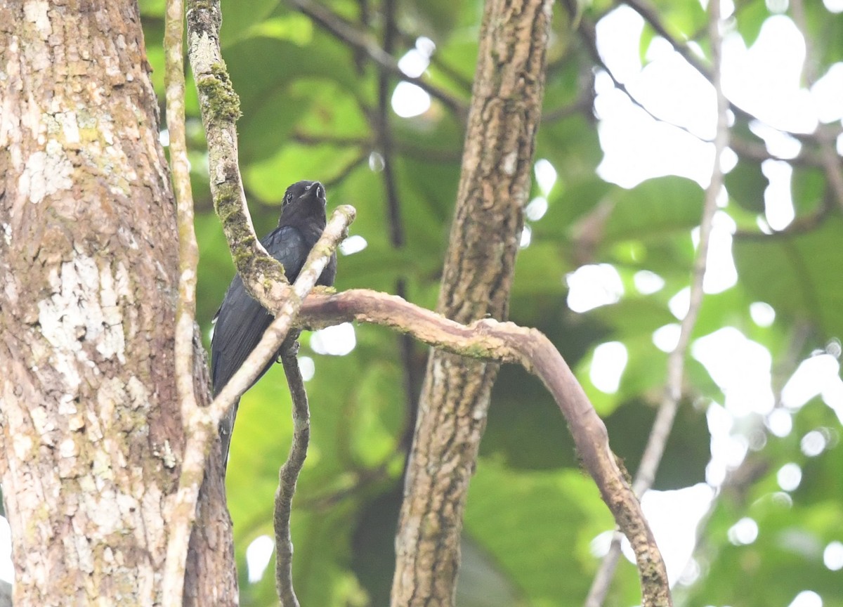 Square-tailed Drongo-Cuckoo - ML620374977