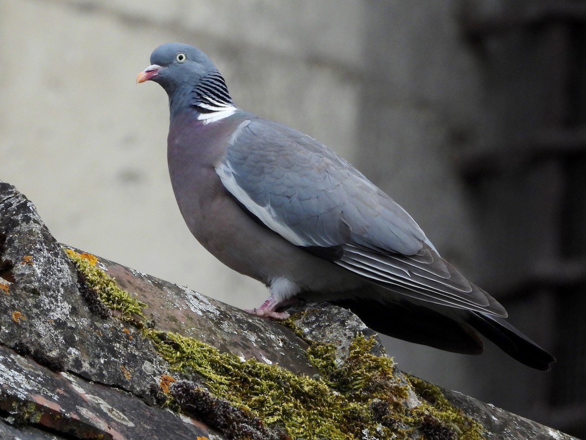 Common Wood-Pigeon - ML620374978