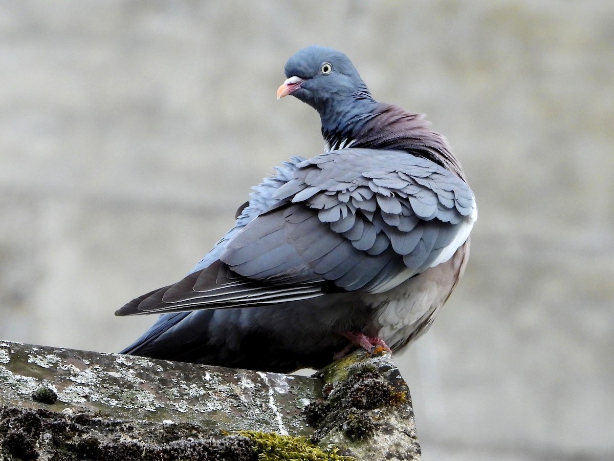 Common Wood-Pigeon - ML620374985