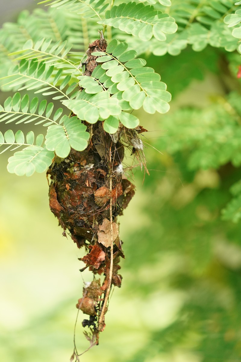 Ornate Sunbird - ML620374988