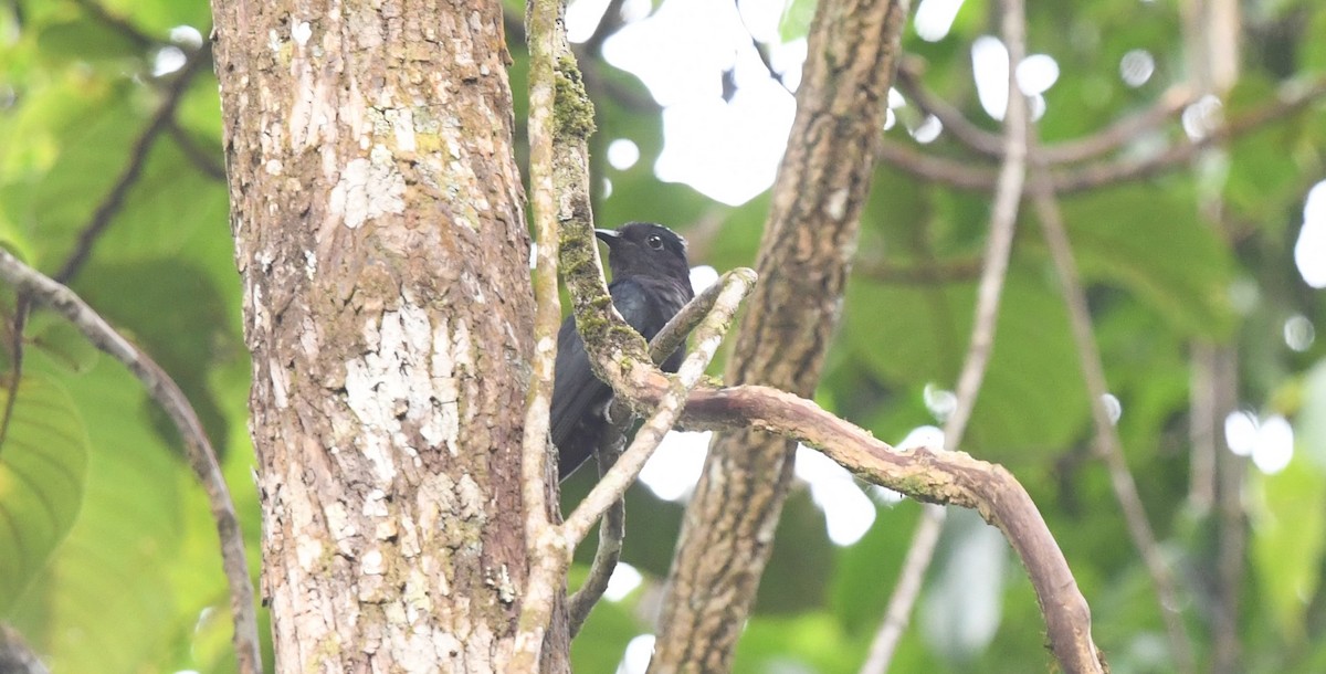 Square-tailed Drongo-Cuckoo - ML620374995