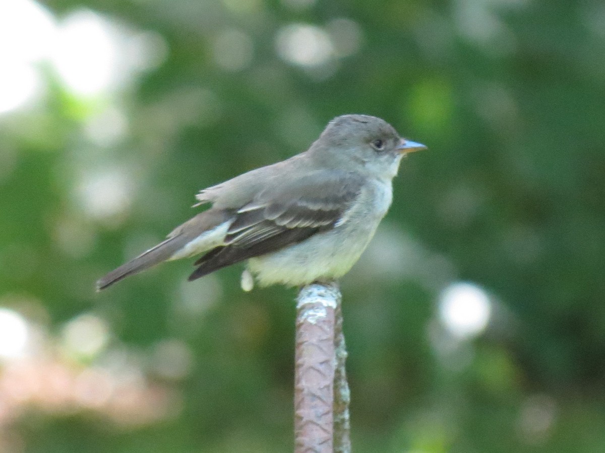 Eastern Wood-Pewee - ML620375005