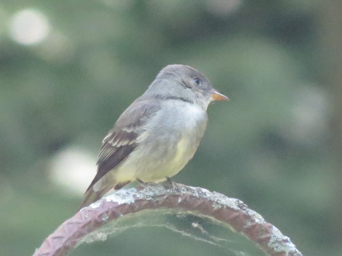 Eastern Wood-Pewee - ML620375006