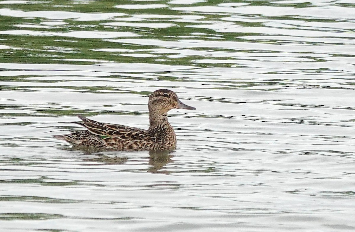 Green-winged Teal - ML620375012