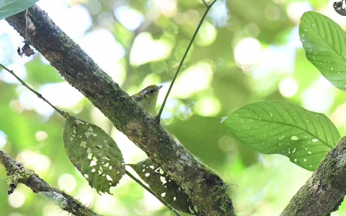 Vireo Alcaudón Orejudo - ML620375016