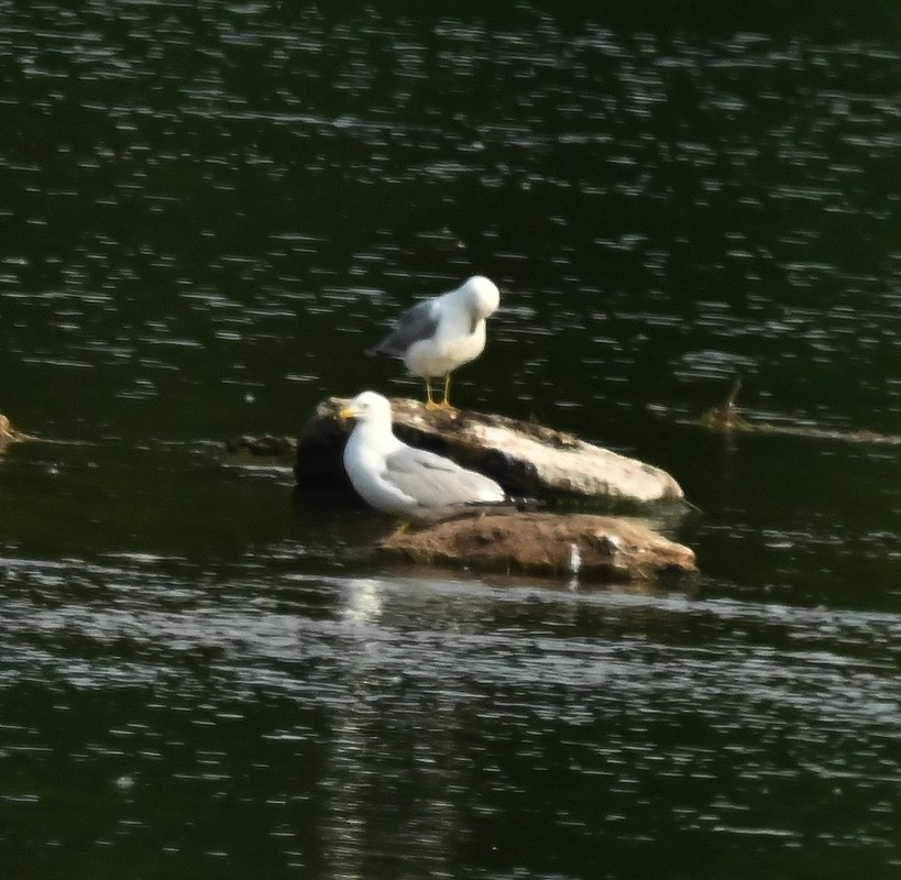 Ring-billed Gull - ML620375025