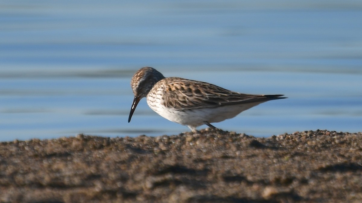 Weißbürzel-Strandläufer - ML620375028