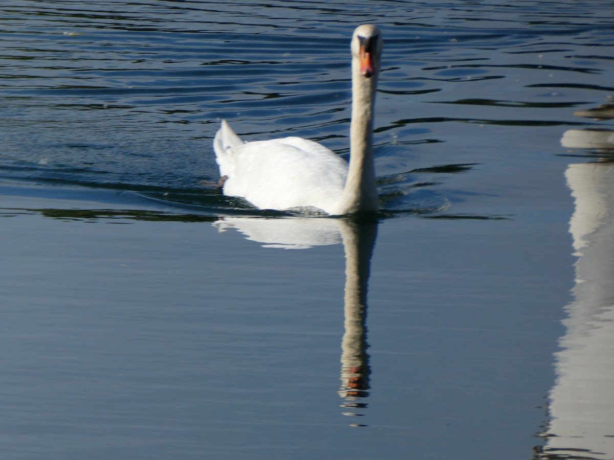 Mute Swan - ML620375031