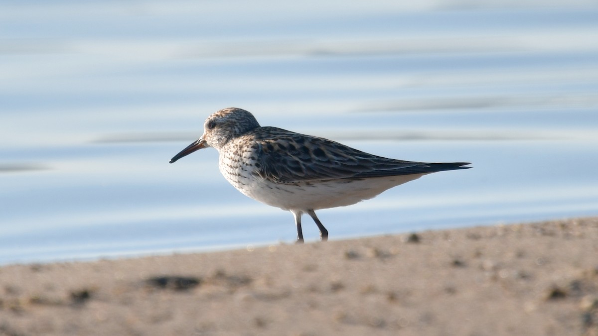 Weißbürzel-Strandläufer - ML620375033