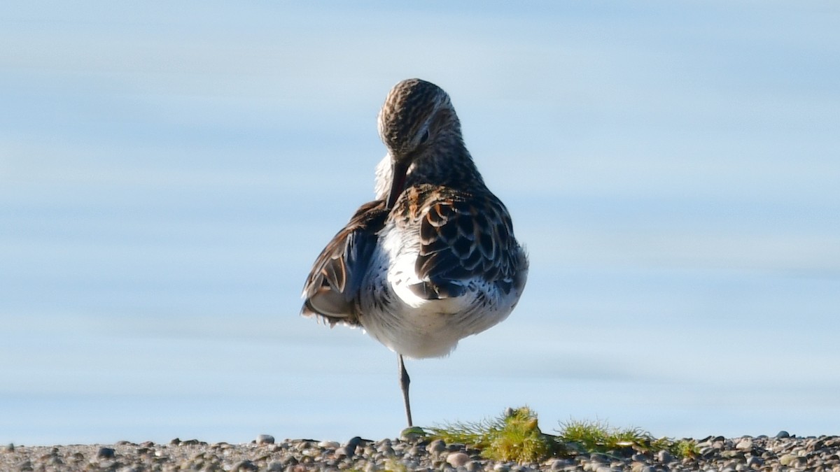 Weißbürzel-Strandläufer - ML620375035