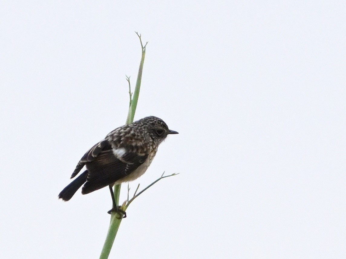 European Stonechat - ML620375047