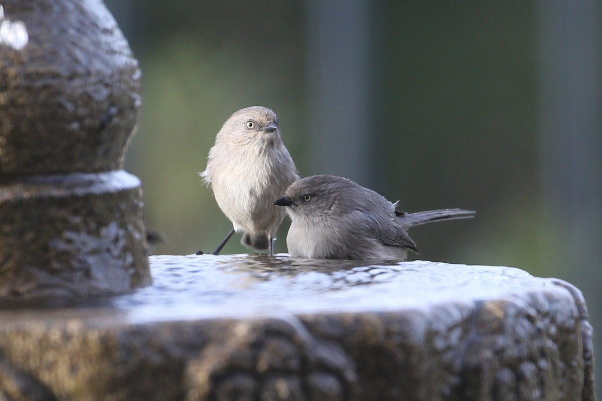 Bushtit - ML620375052