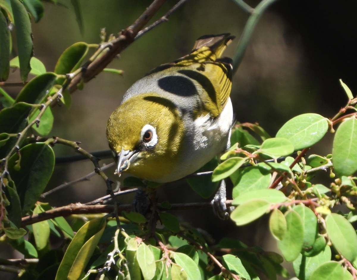 Silvereye - Alfred McLachlan-Karr