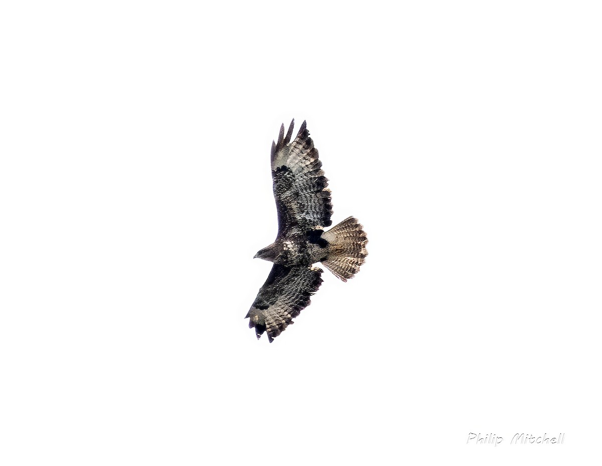 Common Buzzard - ML620375061