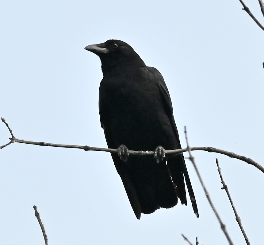 American Crow - ML620375063