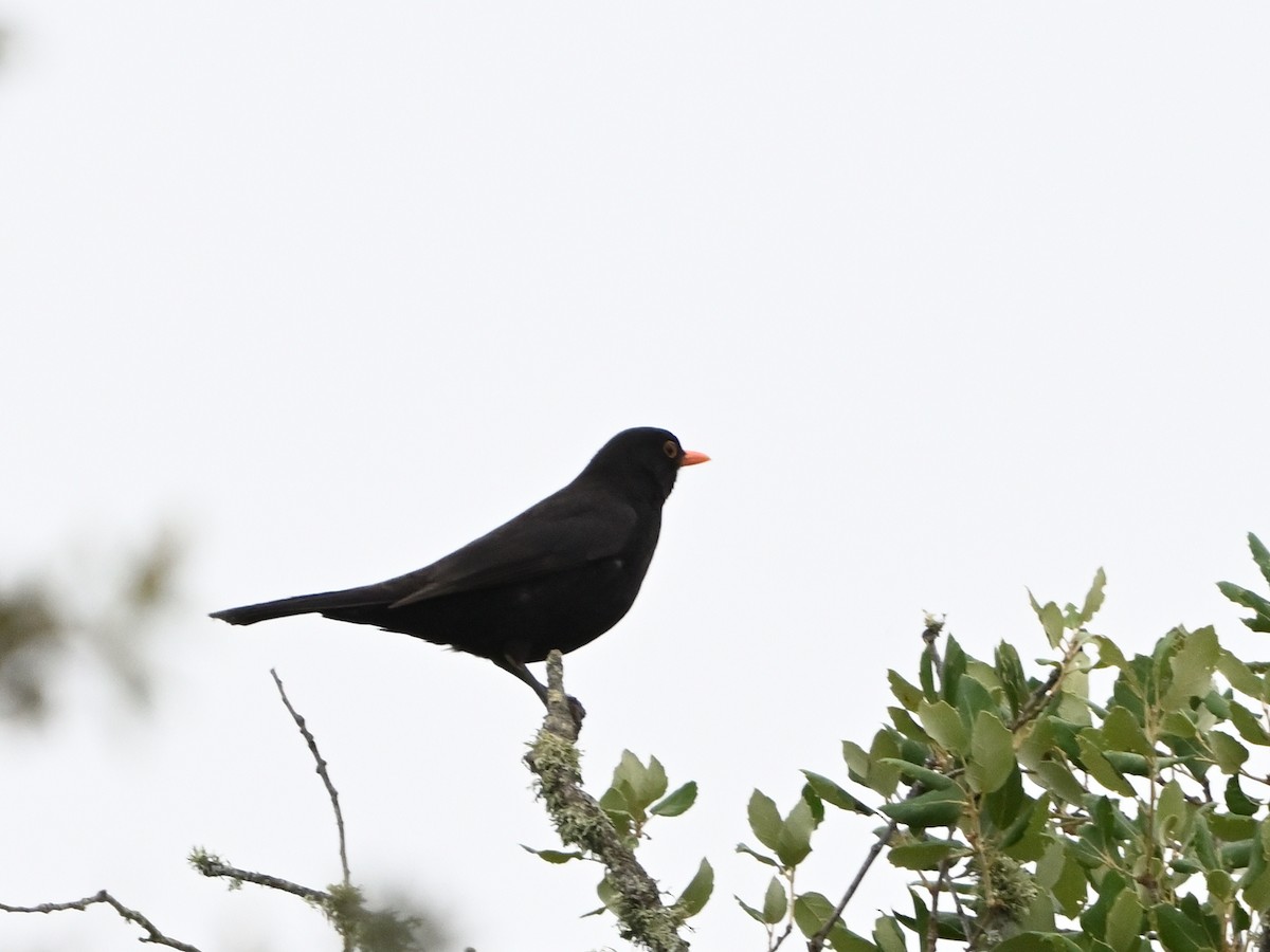Eurasian Blackbird - ML620375067