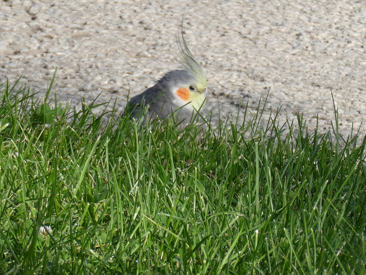 Cockatiel - Sharon O'Grady