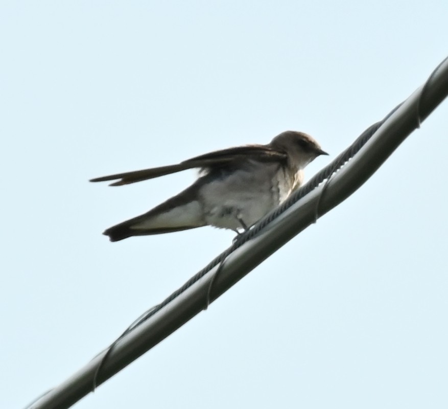 Northern Rough-winged Swallow - ML620375077