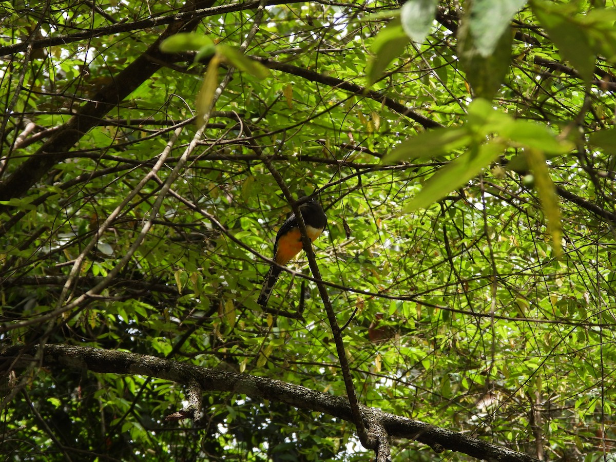 trogon podvazkový - ML620375082