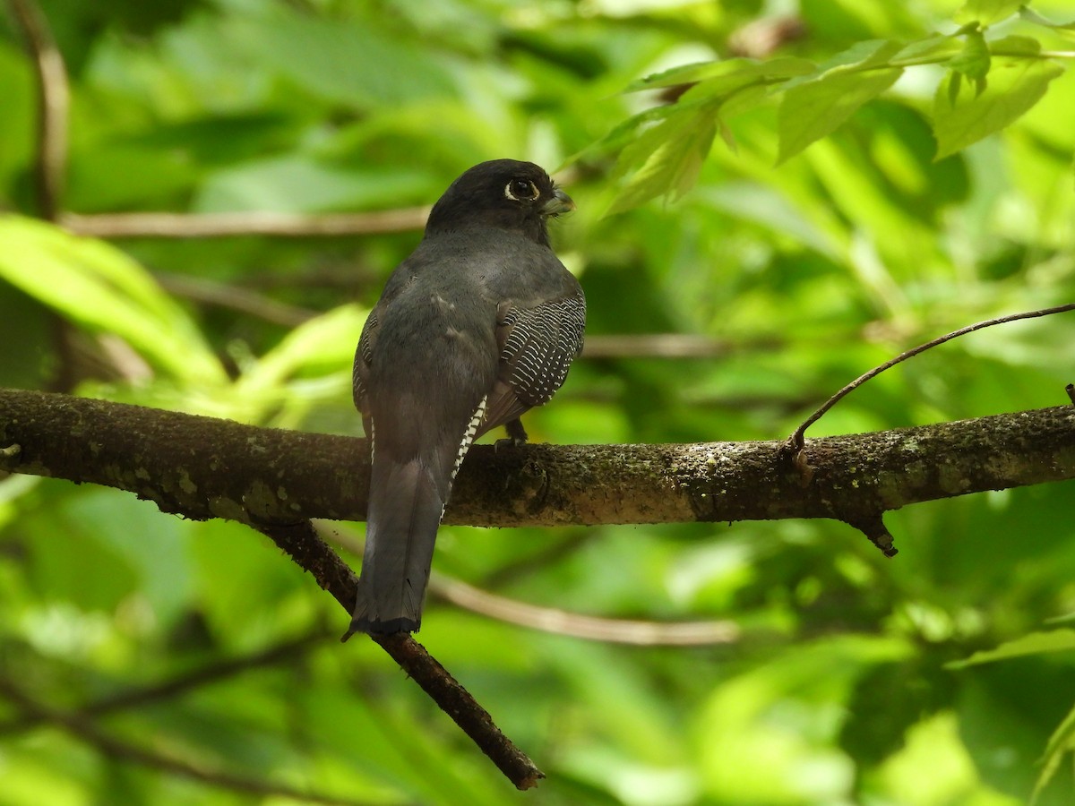 trogon podvazkový - ML620375085