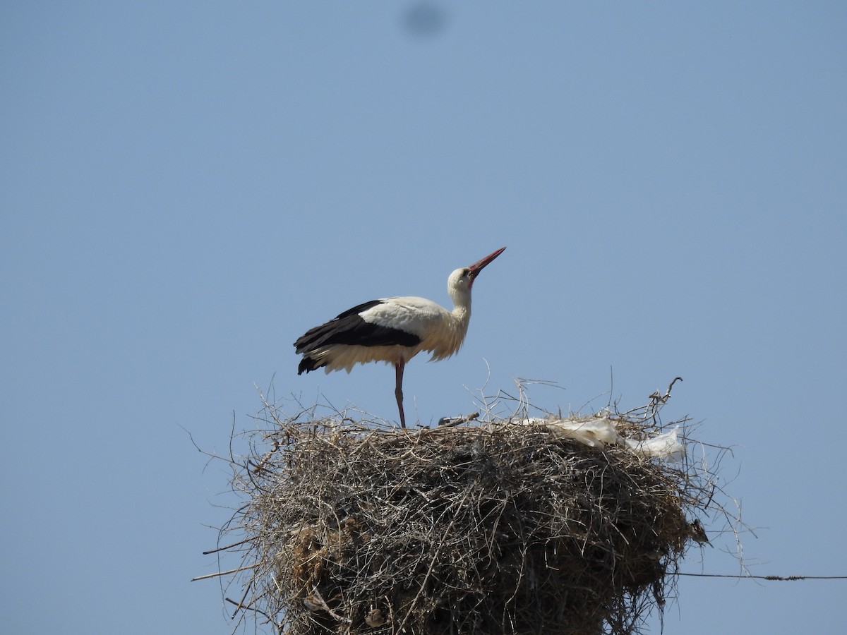 White Stork - ML620375086