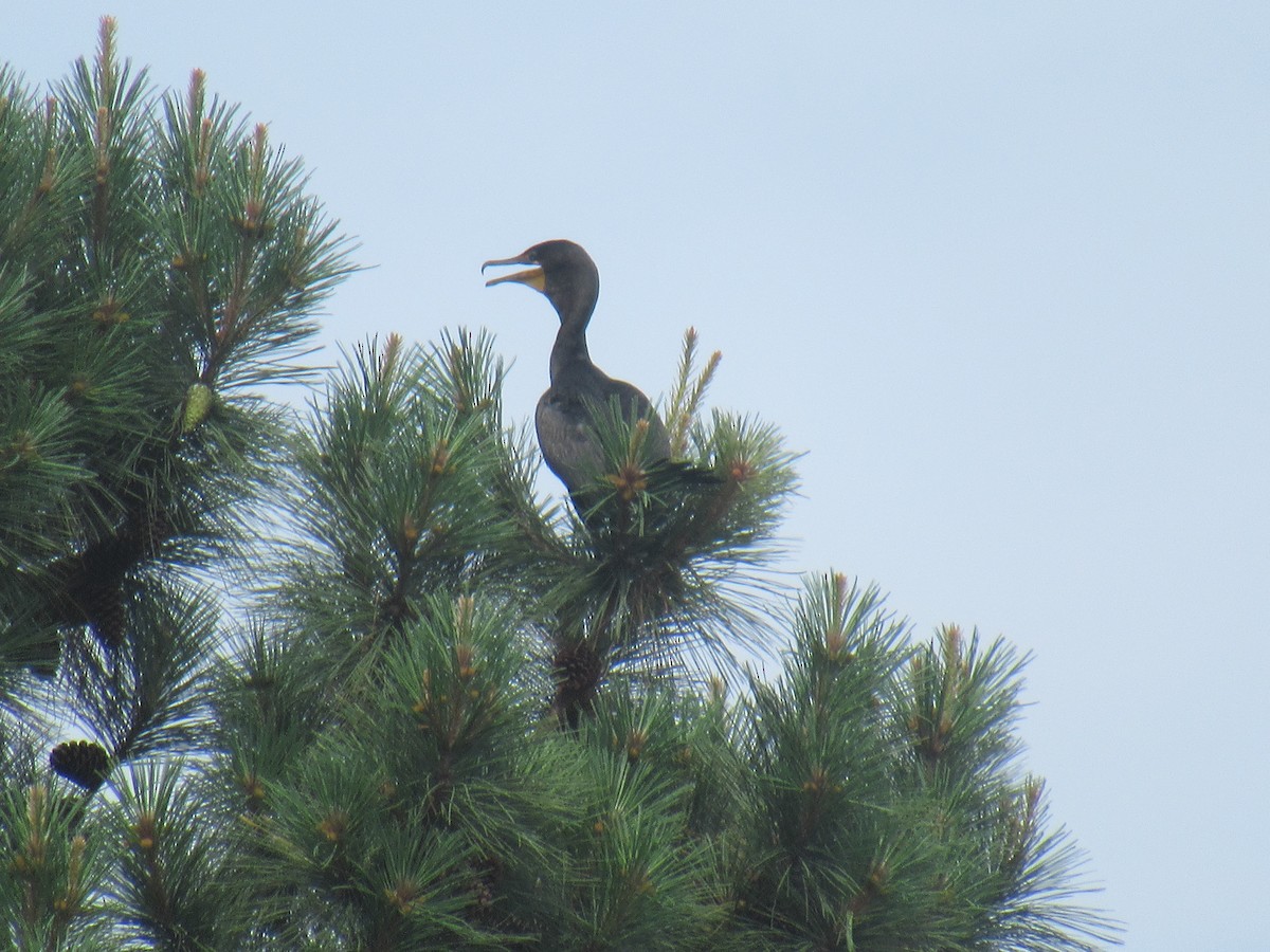 Cormoran à aigrettes - ML620375089