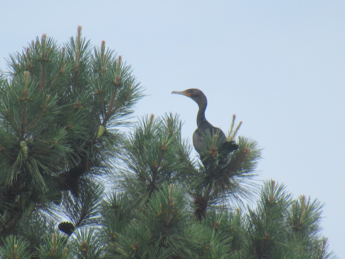 Cormoran à aigrettes - ML620375091