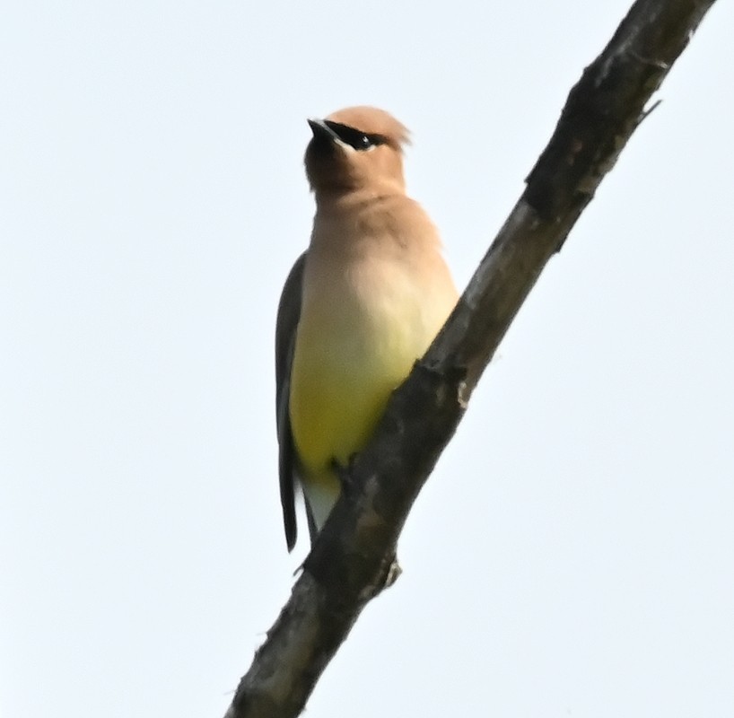 Cedar Waxwing - ML620375093