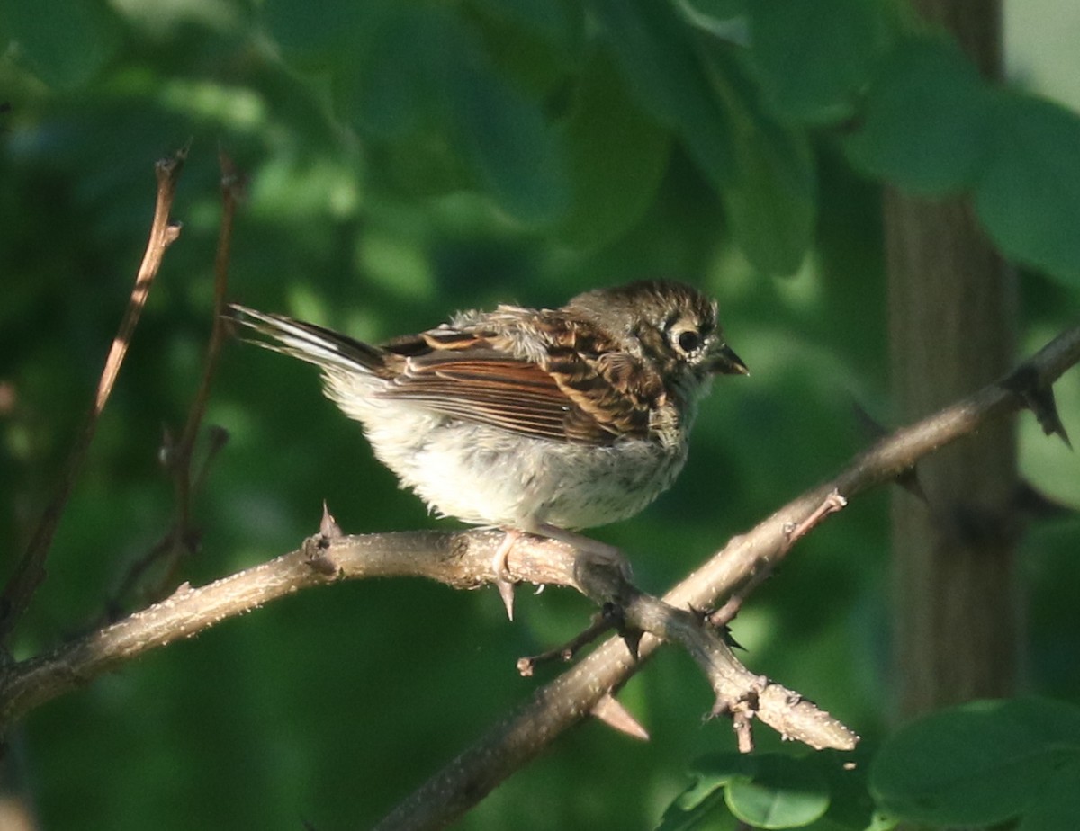 Field Sparrow - ML620375106