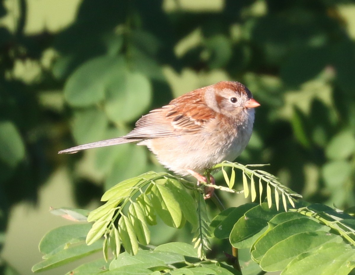 Field Sparrow - ML620375107