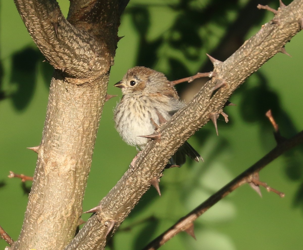 Field Sparrow - ML620375109