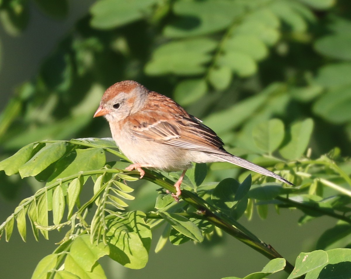 Field Sparrow - ML620375110