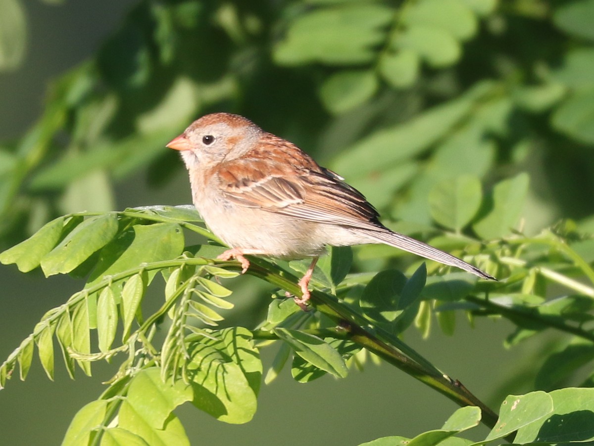 Field Sparrow - ML620375111