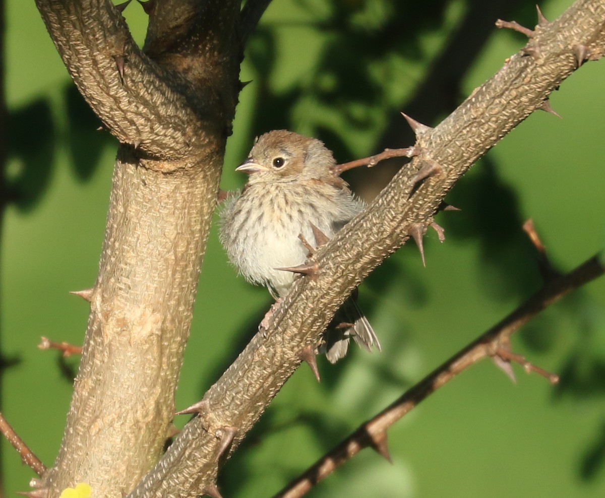 Field Sparrow - ML620375112