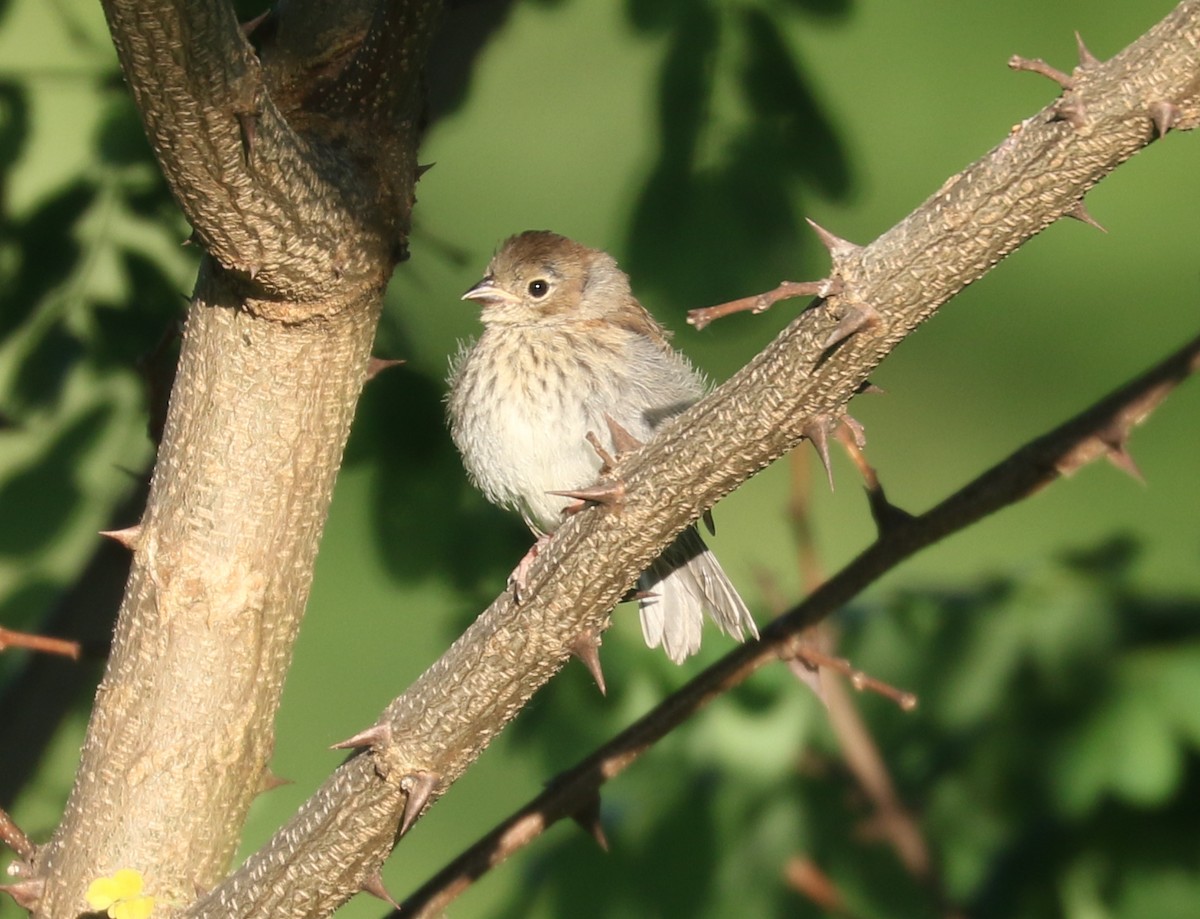 Field Sparrow - ML620375113