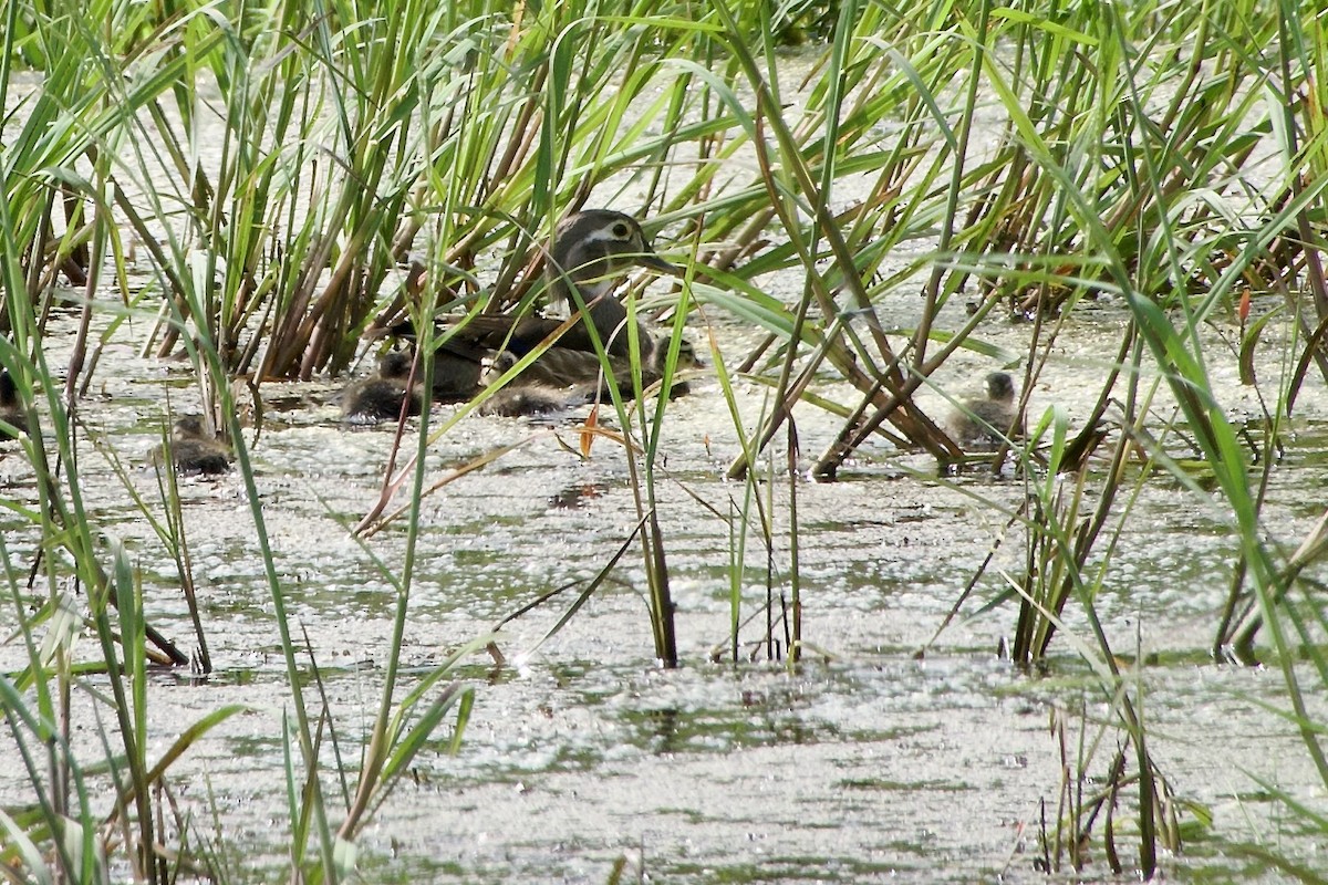 Wood Duck - Jerry Horak