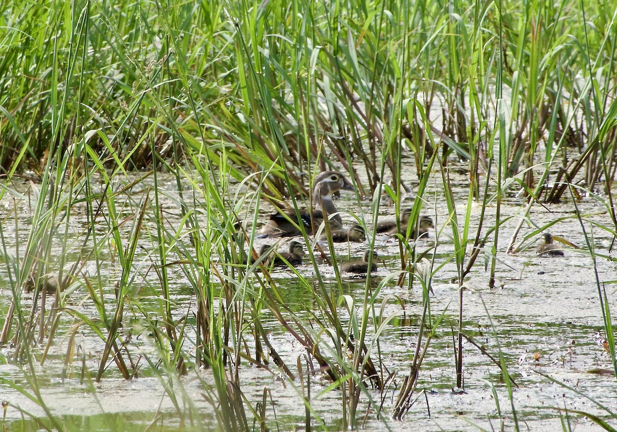 Wood Duck - ML620375122