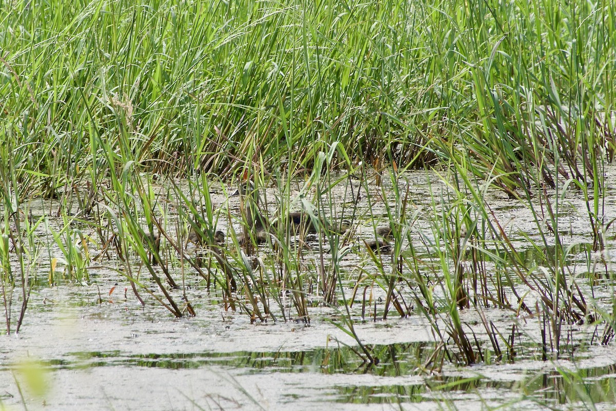 Wood Duck - ML620375123