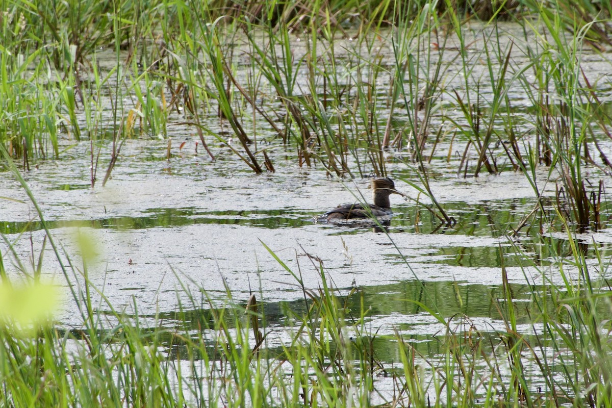 Hooded Merganser - ML620375131