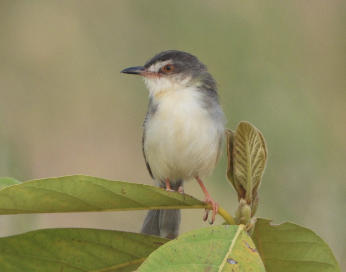 Plain Prinia - ML620375132